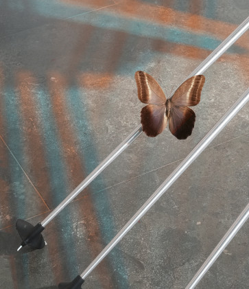 Detailansicht Day for Night Nachtfalter