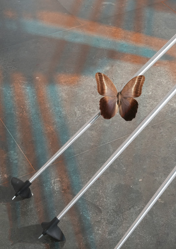 Detailansicht Day for Night Nachtfalter